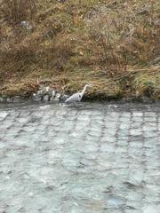Ardea cinerea