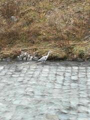 Ardea cinerea