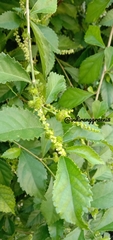 Acalypha siamensis