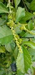 Acalypha siamensis
