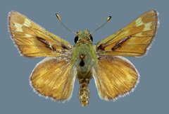 Hesperia uncas lasus