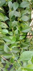 Acalypha siamensis