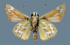 Hesperia uncas lasus