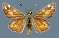 Hesperia uncas lasus