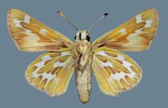 Hesperia uncas lasus