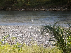 Egretta caerulea
