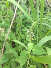 Teucrium vesicarium