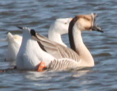 Anser cygnoides domesticus