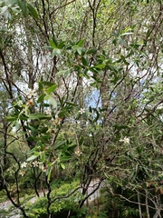 Leptospermum luehmannii