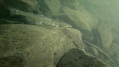 Campostoma spadiceum