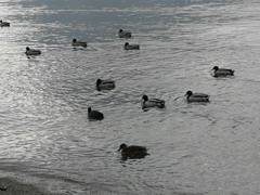 Anas platyrhynchos