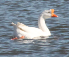 Anser cygnoides domesticus