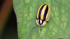 Physonota disjuncta