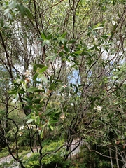 Leptospermum luehmannii
