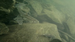 Campostoma spadiceum