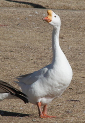 Anser cygnoides domesticus