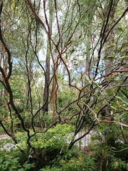 Leptospermum luehmannii