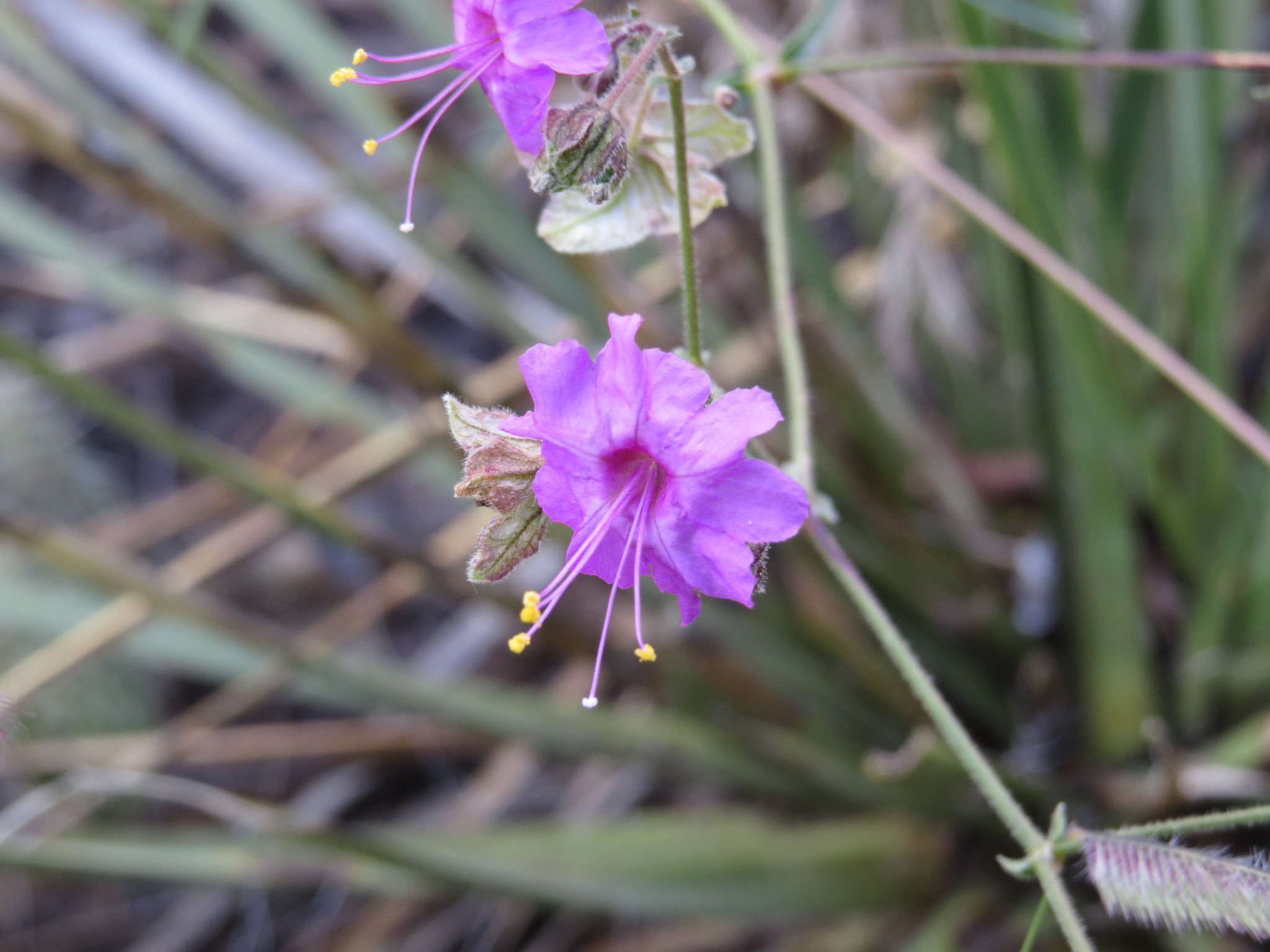 Mirabilis oxybaphoides