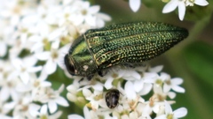 Acmaeodera resplendens