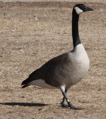 Branta canadensis