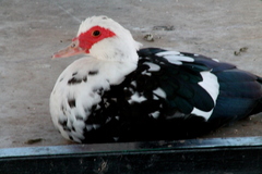 Cairina moschata domestica