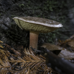 Xerocomellus mendocinensis