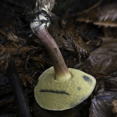 Xerocomellus mendocinensis