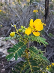 Senna multiglandulosa