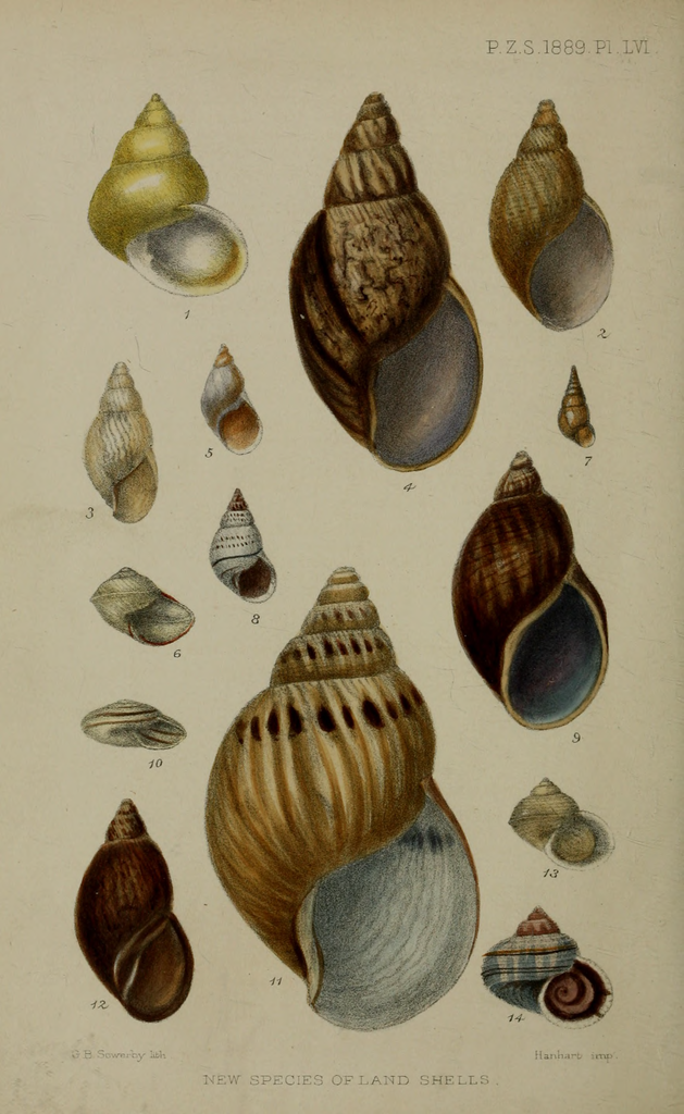 Plekocheilus superstriatus