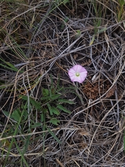 Convolvulus angustissimus