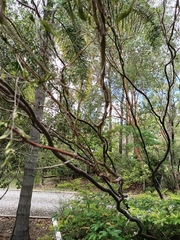 Leptospermum luehmannii