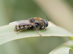 Stratiomys convexa