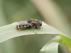 Stratiomys convexa