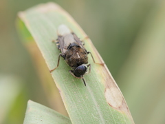 Stratiomys convexa