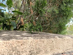 Cryptoblepharus virgatus