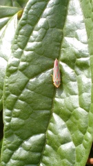 Graphocephala idonea