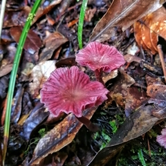 Laccaria gomezii