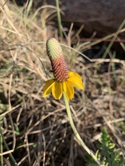 Ratibida peduncularis