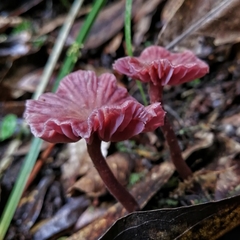 Laccaria gomezii