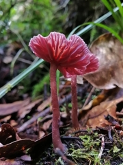 Laccaria gomezii