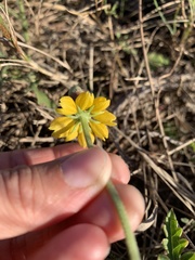 Ratibida peduncularis