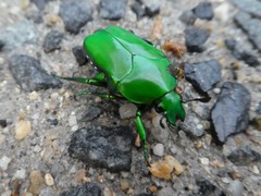 Ischiopsopha wallacei