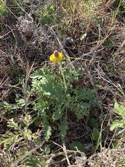 Ratibida peduncularis