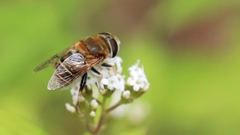 Eristalina