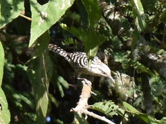 Campylorhynchus nuchalis