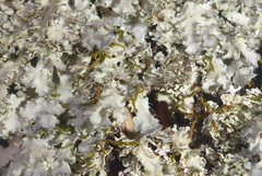 Phaeophyscia squarrosa