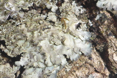 Phaeophyscia squarrosa