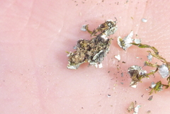 Phaeophyscia squarrosa