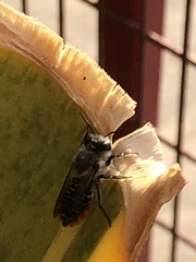 Megachile