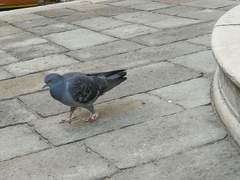 Columba livia domestica